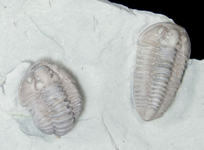 Two Flexicalymene Trilobites From Ohio #15572